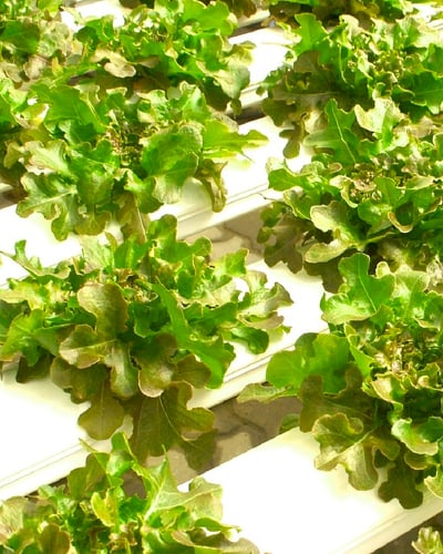 Measuring Dissolved Oxygen of Hydroponic Nutrient Solutions Blog