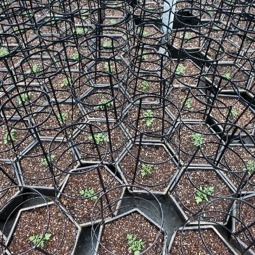 Plant soil testing