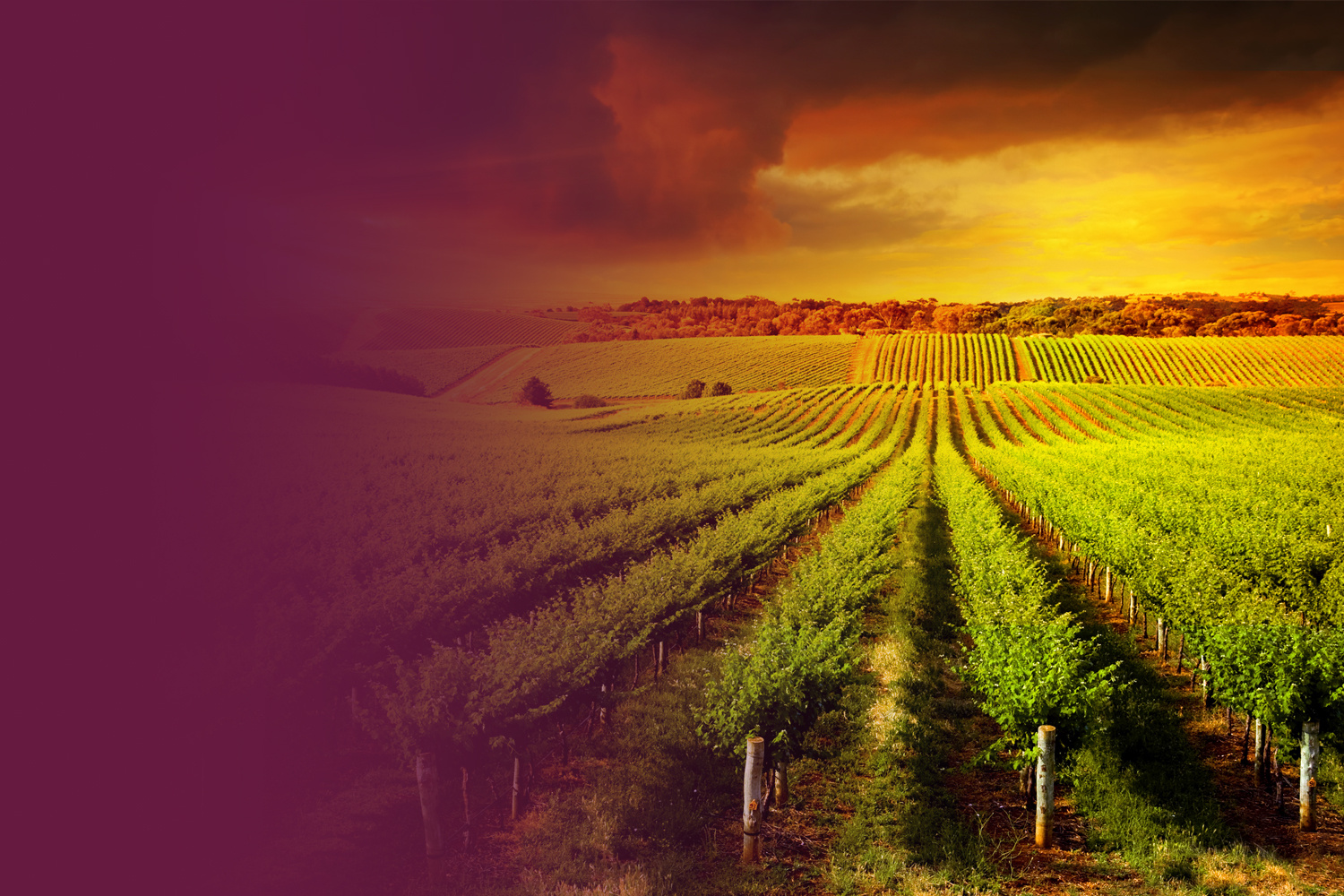 Wine-Background