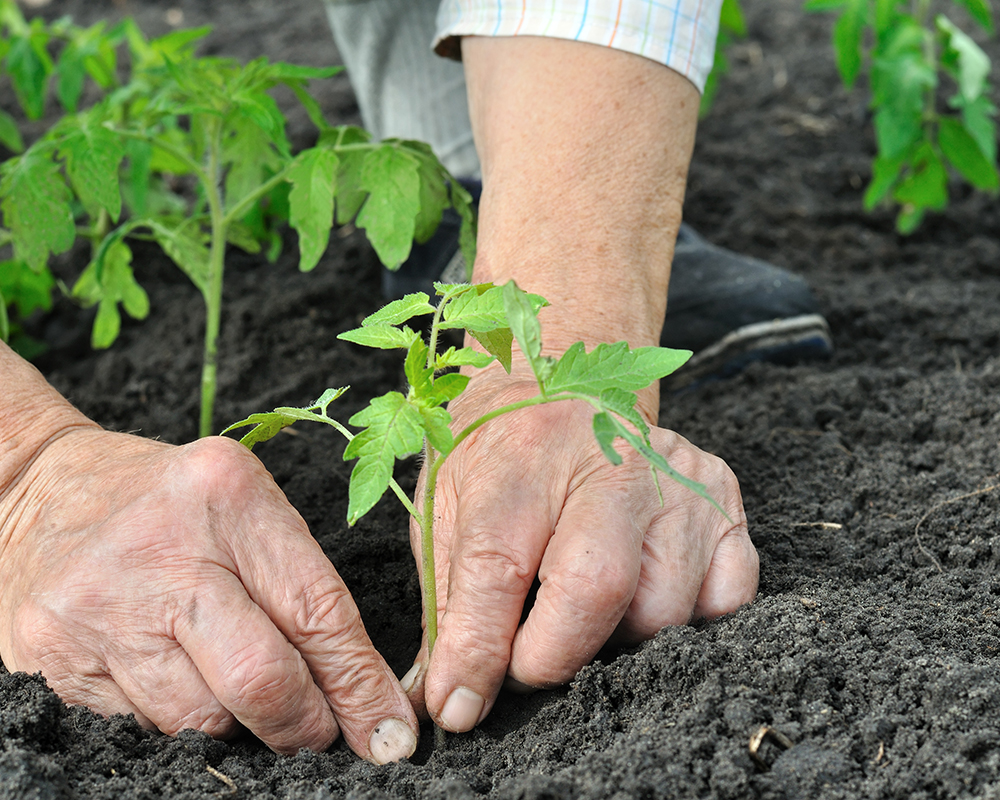 home-garden-dirt